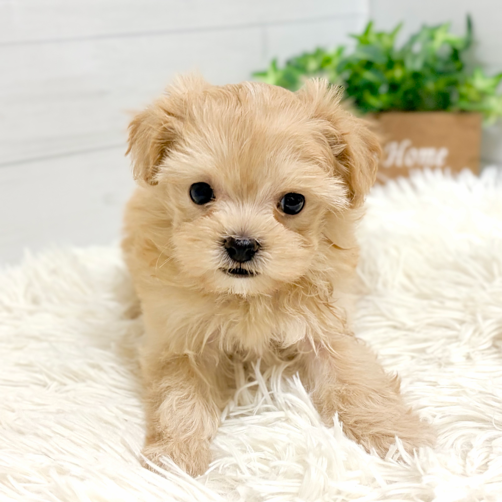 愛知県のマルプー(マルチーズ×プードル) (犬の家＆猫の里豊田店/2026年2月2日生まれ/女の子/クリーム)の子犬の2枚目の画像