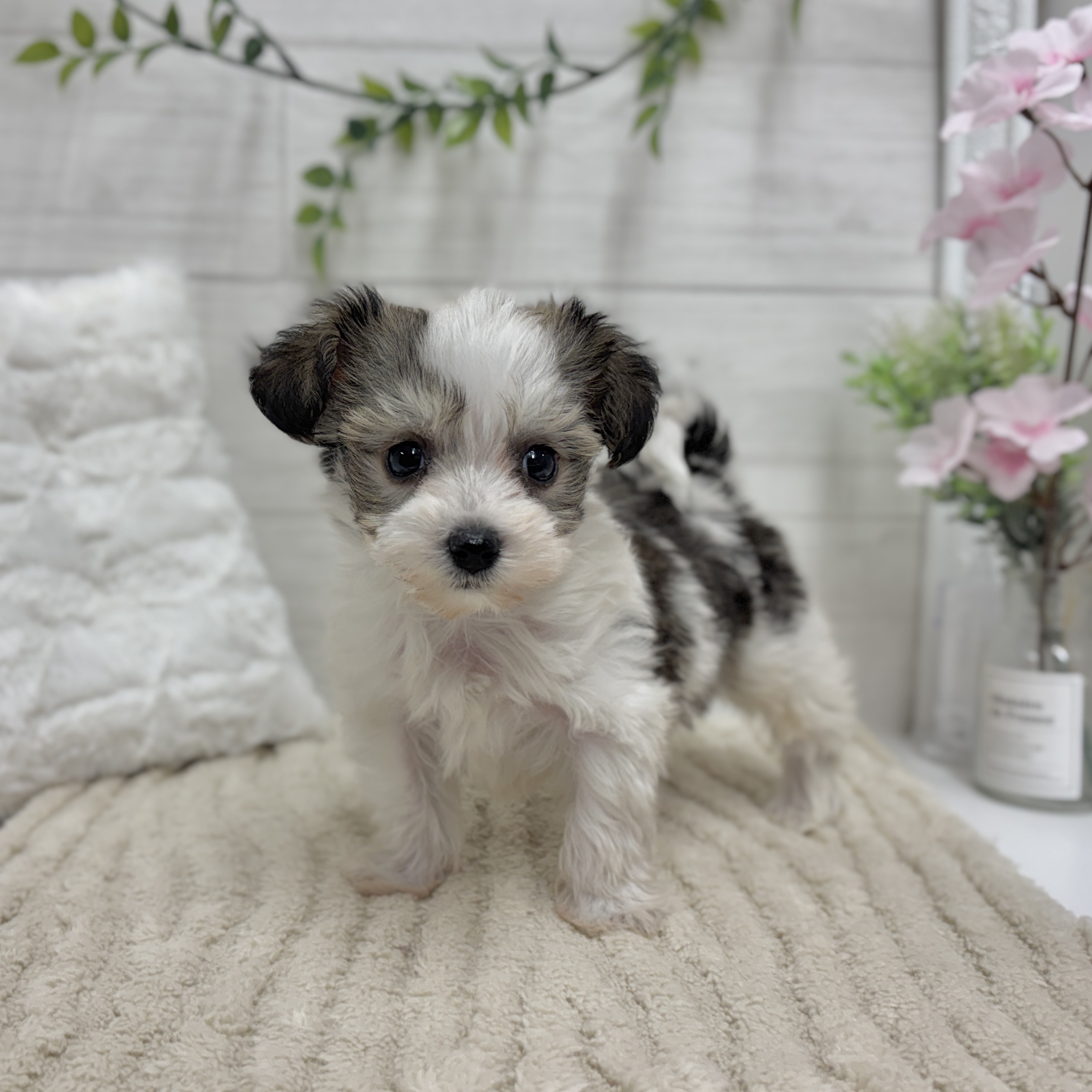 神奈川県のハーフ犬・ミックス犬 (犬の家＆猫の里相模原店/2026年2月2日生まれ/男の子/ホワイトブラウン)の子犬の2枚目の画像