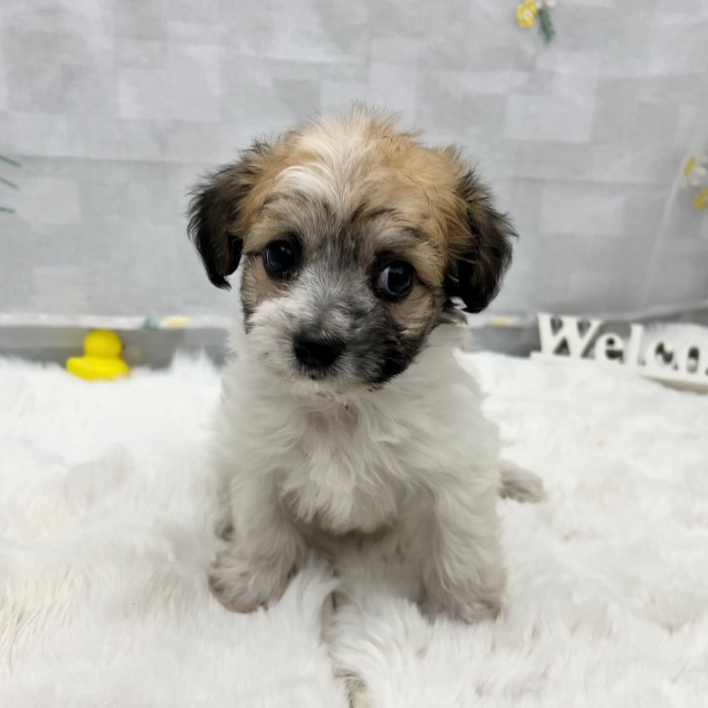 静岡県のハーフ犬・ミックス犬 (犬の家＆猫の里MEGAドン・キホーテ袋井店/2026年2月2日生まれ/男の子/ホワイトブラウン)の子犬の1枚目の画像