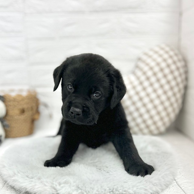 愛知県のラブラドールレトリーバー (犬の家＆猫の里豊川インター店/2026年2月2日生まれ/男の子/ブラック)の子犬の1枚目の画像