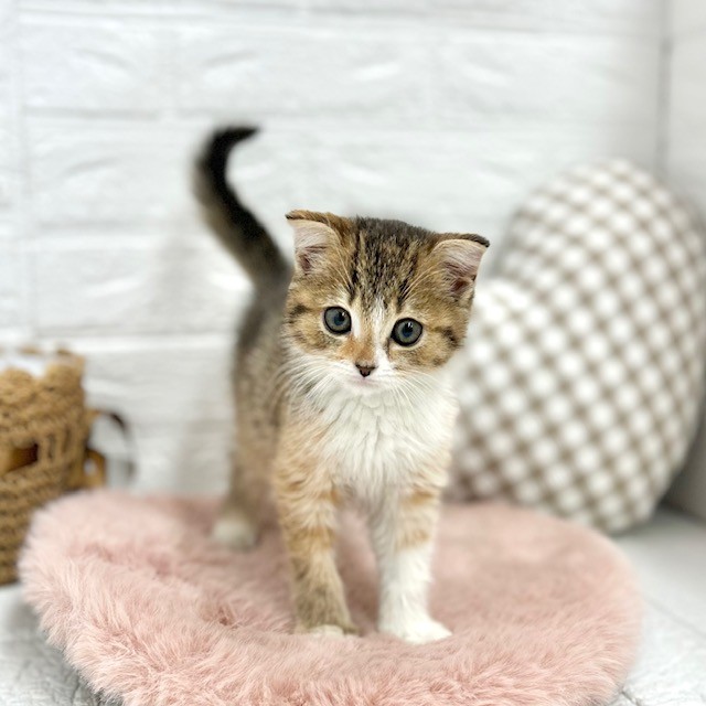 愛知県のスコティッシュフォールド (犬の家＆猫の里豊川インター店/2026年2月1日生まれ/女の子/ブラウンパッチドタビーホワイト)の子猫の2枚目の画像