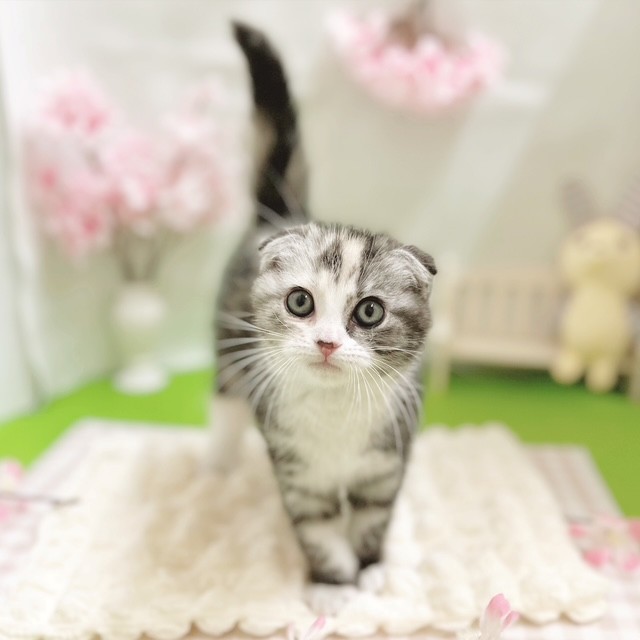 静岡県のスコティッシュフォールド (犬の家＆猫の里藤枝店/2026年1月31日生まれ/女の子/キャリコ)の子猫の1枚目の画像