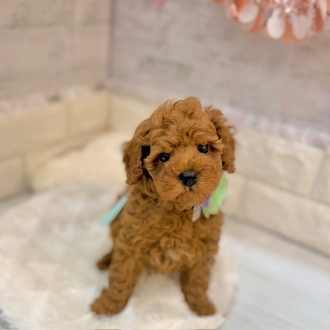 静岡県のトイプードル(トイ) (犬の家＆猫の里プレ葉ウォーク浜北店/2026年1月30日生まれ/男の子/レッド)の子犬の1枚目の画像