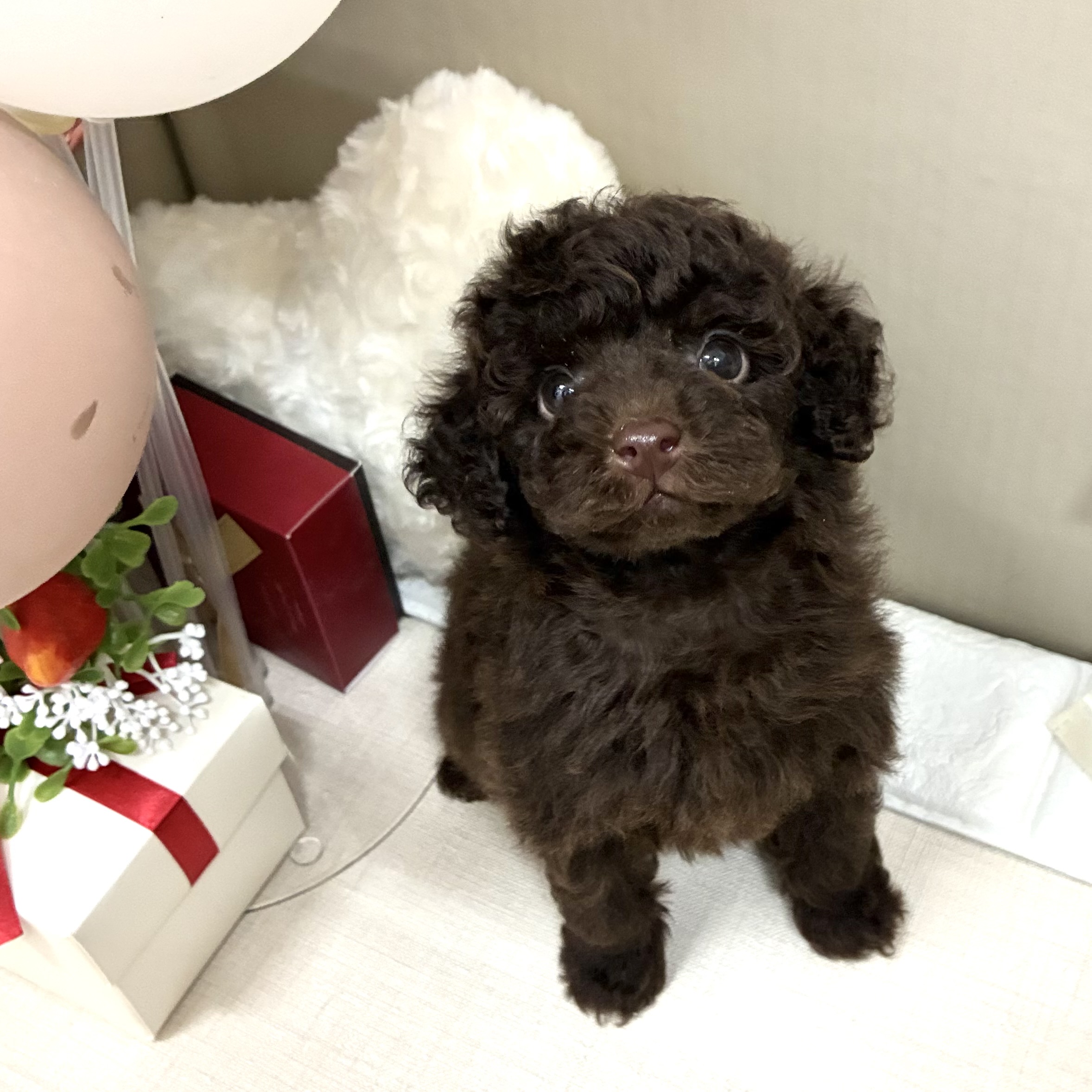 千葉県のトイプードル(トイ) (犬の家＆猫の里ワンズモール稲毛店/2026年2月1日生まれ/男の子/ブラウン)の子犬の1枚目の画像