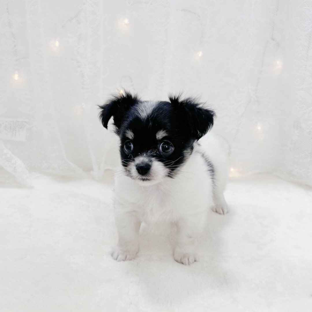 千葉県のチワワ(ロング) (犬の家＆猫の里BIGHOPガーデンモール印西店/2026年2月1日生まれ/女の子/ホワイトブラックタン)の子犬の2枚目の画像
