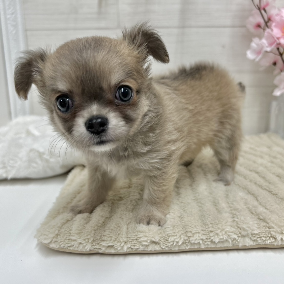 神奈川県のチワワ(ロング) (犬の家＆猫の里相模原店/2026年2月2日生まれ/女の子/グレーフォーン)の子犬の1枚目の画像