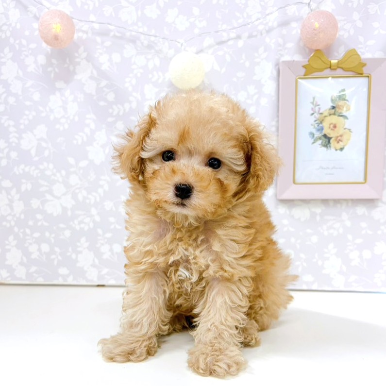 富山県のトイプードル(トイ) (犬の家＆猫の里アミーゴ高岡蓮花寺店/2026年2月2日生まれ/男の子/アプリコット)の子犬の1枚目の画像