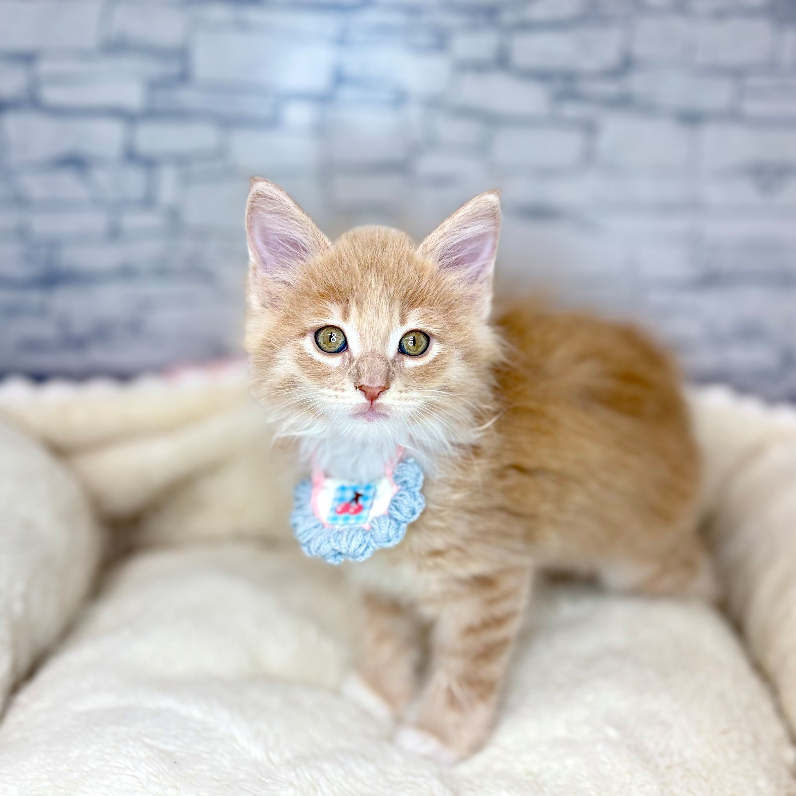 長野県のノルウェージャンフォレストキャット (犬の家＆猫の里長野店/2026年2月3日生まれ/女の子/クリームタビーホワイト)の子猫の2枚目の画像