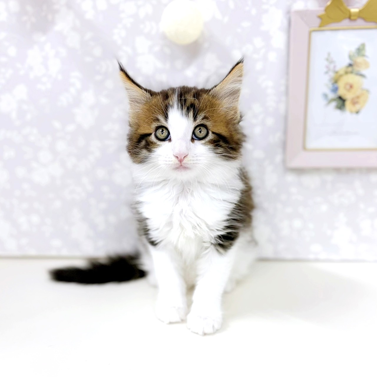 富山県のノルウェージャンフォレストキャット (犬の家＆猫の里アミーゴ高岡蓮花寺店/2026年2月3日生まれ/男の子/ブラウンタビーホワイト)の子猫の1枚目の画像