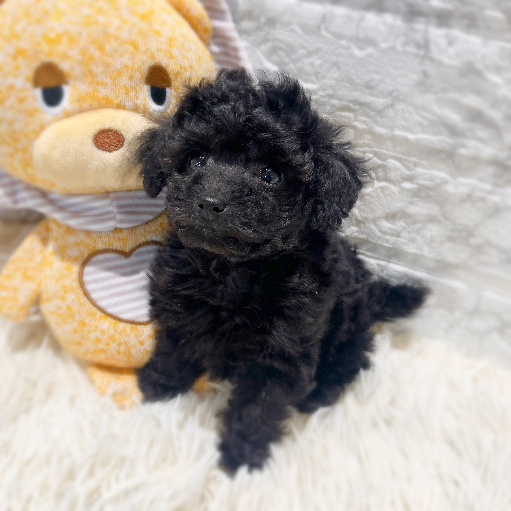 愛知県のトイプードル(トイ) (犬の家＆猫の里MiO香久山店/2026年2月2日生まれ/女の子/ブラック)の子犬の2枚目の画像