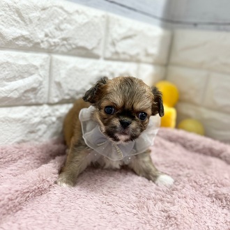 静岡県のチワペキ/ペキチー/ペキチワ(チワワ×ペキニーズ) (犬の家＆猫の里アミーゴ浜松和田店/2026年2月3日生まれ/男の子/フォーンホワイト)の子犬の1枚目の画像