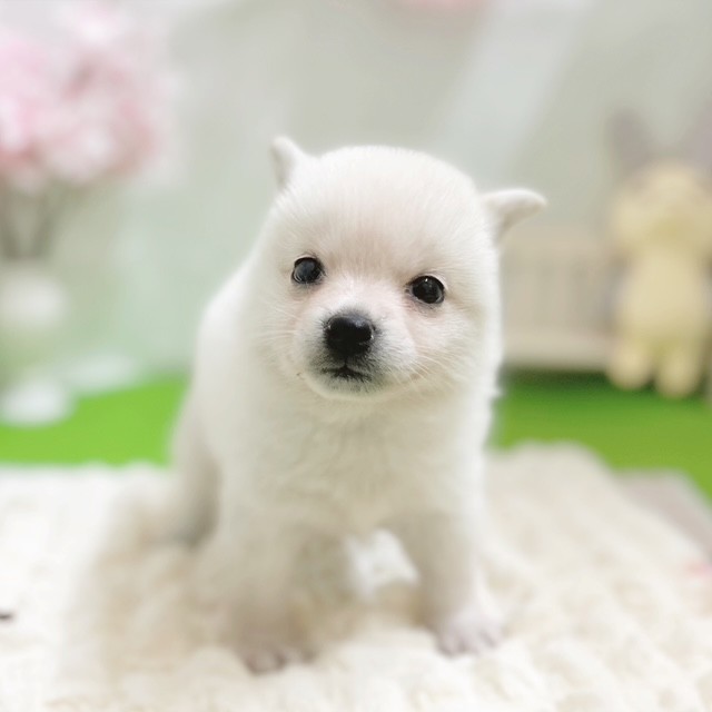 静岡県のポメ柴/豆ポメ/ポメ豆柴(ポメラニアン×柴犬) (犬の家＆猫の里藤枝店/2026年2月2日生まれ/女の子/白)の子犬の1枚目の画像