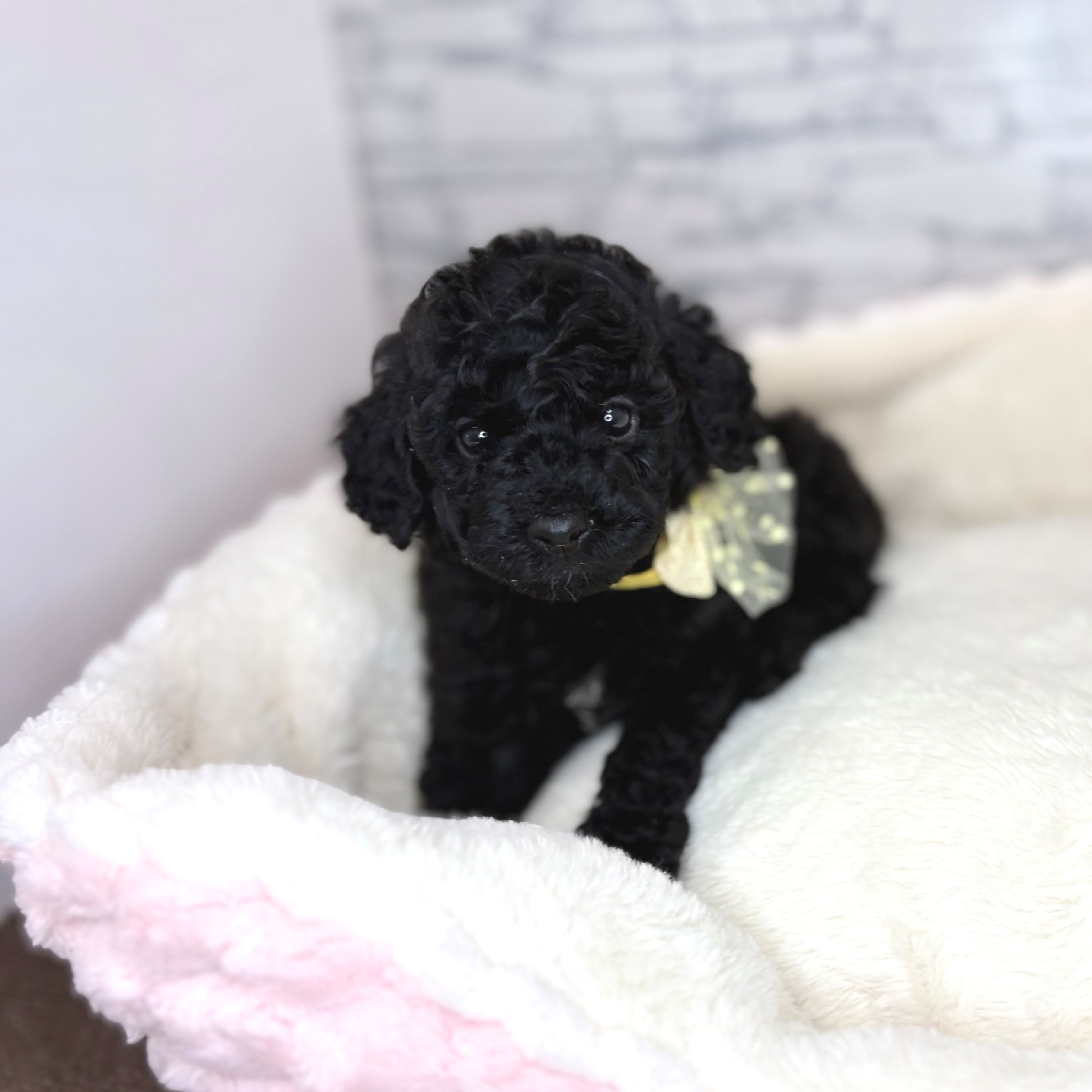 長野県のトイプードル(トイ) (犬の家＆猫の里長野店/2026年2月2日生まれ/男の子/ブラック)の子犬の2枚目の画像