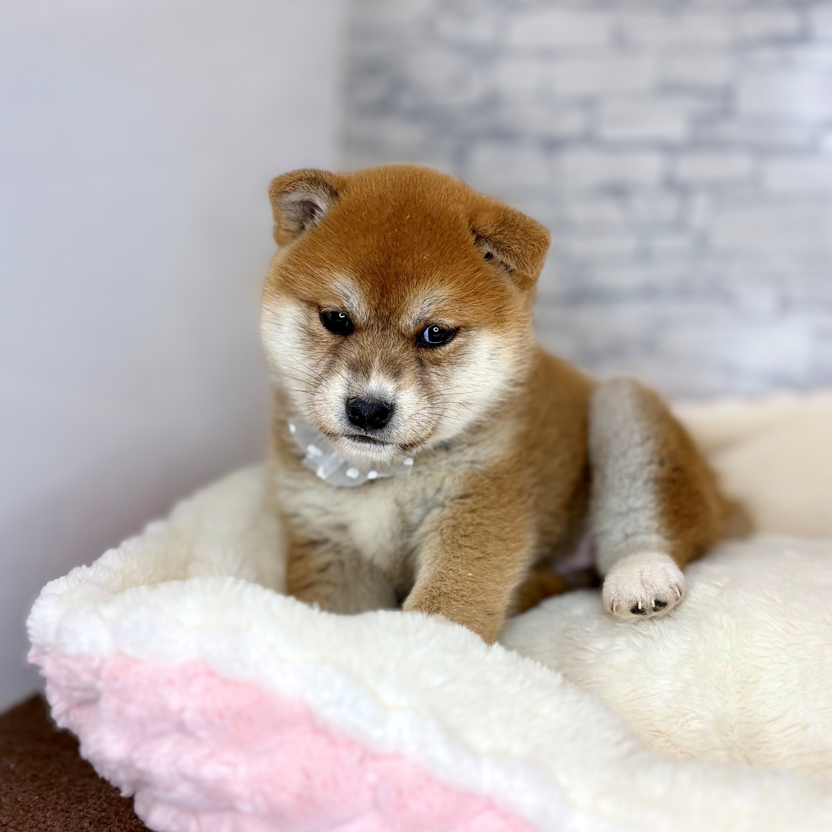 長野県の柴犬(標準サイズ) (犬の家＆猫の里長野店/2026年2月2日生まれ/女の子/赤)の子犬の2枚目の画像