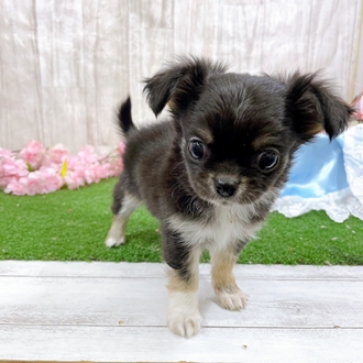 神奈川県のチワワ(ロング) (犬の家＆猫の里小田原店/2026年2月2日生まれ/男の子/ブラックタンホワイト)の子犬の1枚目の画像