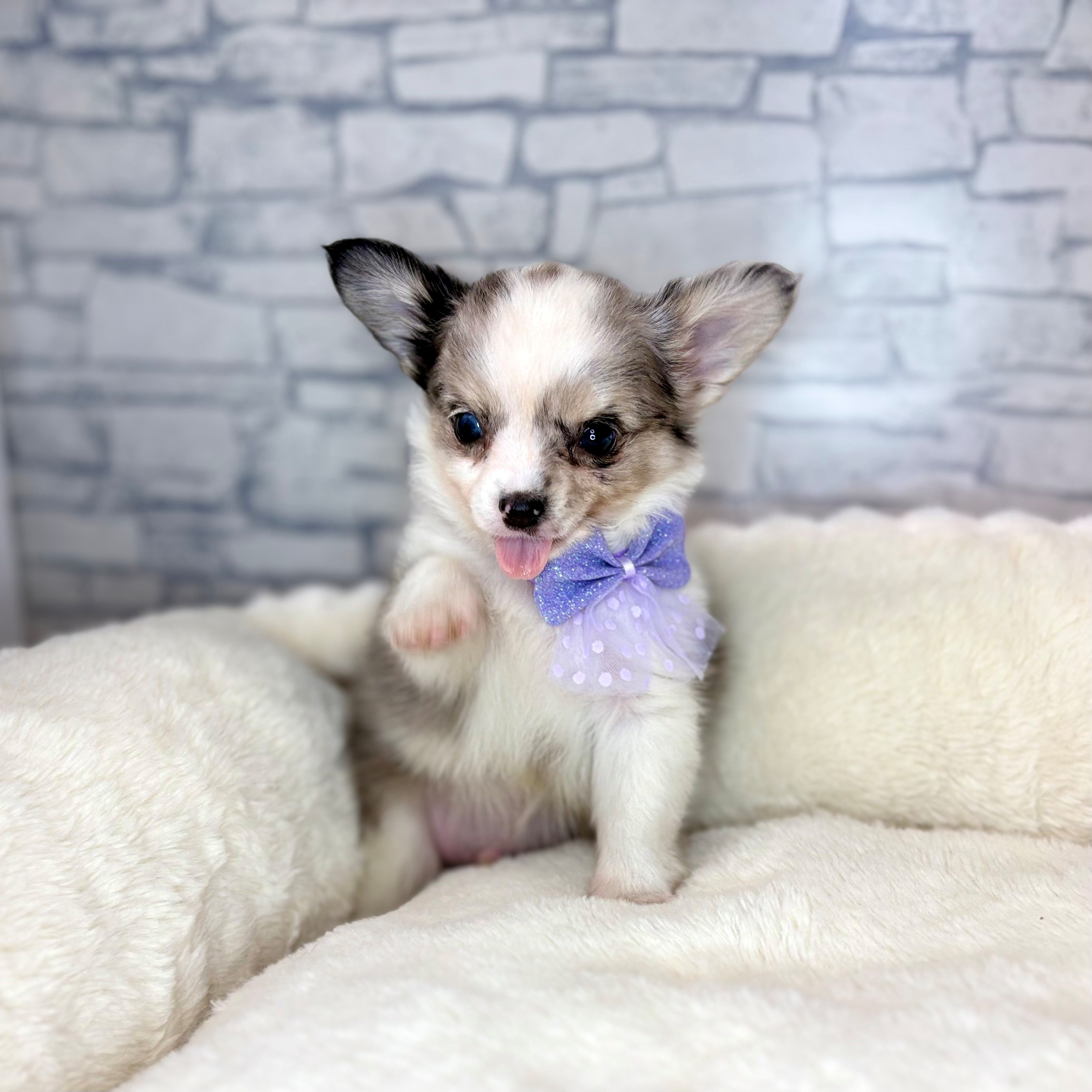 長野県のチワワ(ロング) (犬の家＆猫の里長野店/2026年2月1日生まれ/男の子/ブルーマールホワイト)の子犬の2枚目の画像