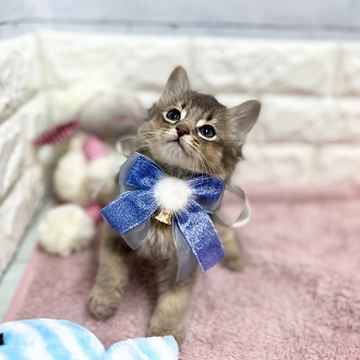 静岡県のソマリ (犬の家＆猫の里アミーゴ浜松和田店/2026年1月30日生まれ/男の子/ブルー)の子猫の2枚目の画像