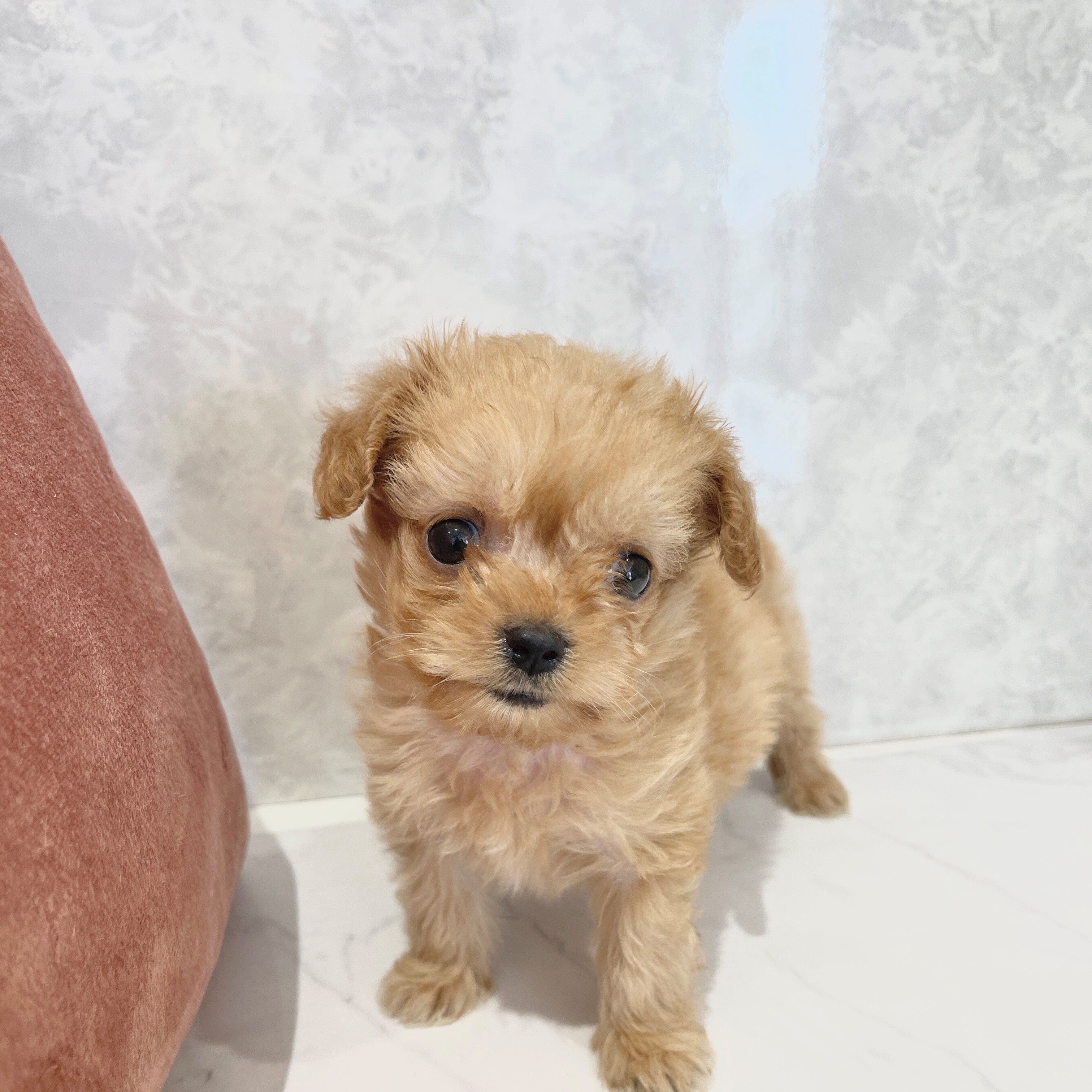 福岡県のチワプー/プーチー(チワワ×プードル) (犬の家＆猫の里くりえいと宗像店/2026年2月1日生まれ/女の子/アプリコット)の子犬の1枚目の画像