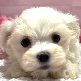 福岡県のマルチーズ (犬の家＆猫の里トリアス久山店/2026年2月2日生まれ/女の子/ホワイト)の子犬の1枚目の画像