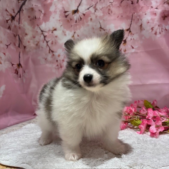 福岡県のポメチワ/チワポメ/ポメチー(ポメラニアン×チワワ) (犬の家＆猫の里トリアス久山店/2026年2月3日生まれ/男の子/パーティーカラー)の子犬の2枚目の画像