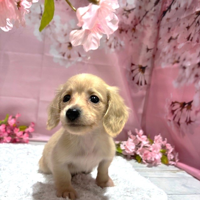 福岡県のカニンヘンダックスフンド(ロング) (犬の家＆猫の里トリアス久山店/2026年2月3日生まれ/女の子/イエロー)の子犬の2枚目の画像