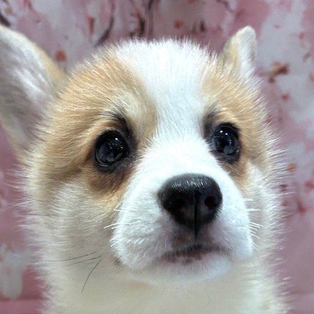福岡県のウェルシュコーギーペンブローク (犬の家＆猫の里トリアス久山店/2026年2月2日生まれ/女の子/レッドホワイト)の子犬の1枚目の画像