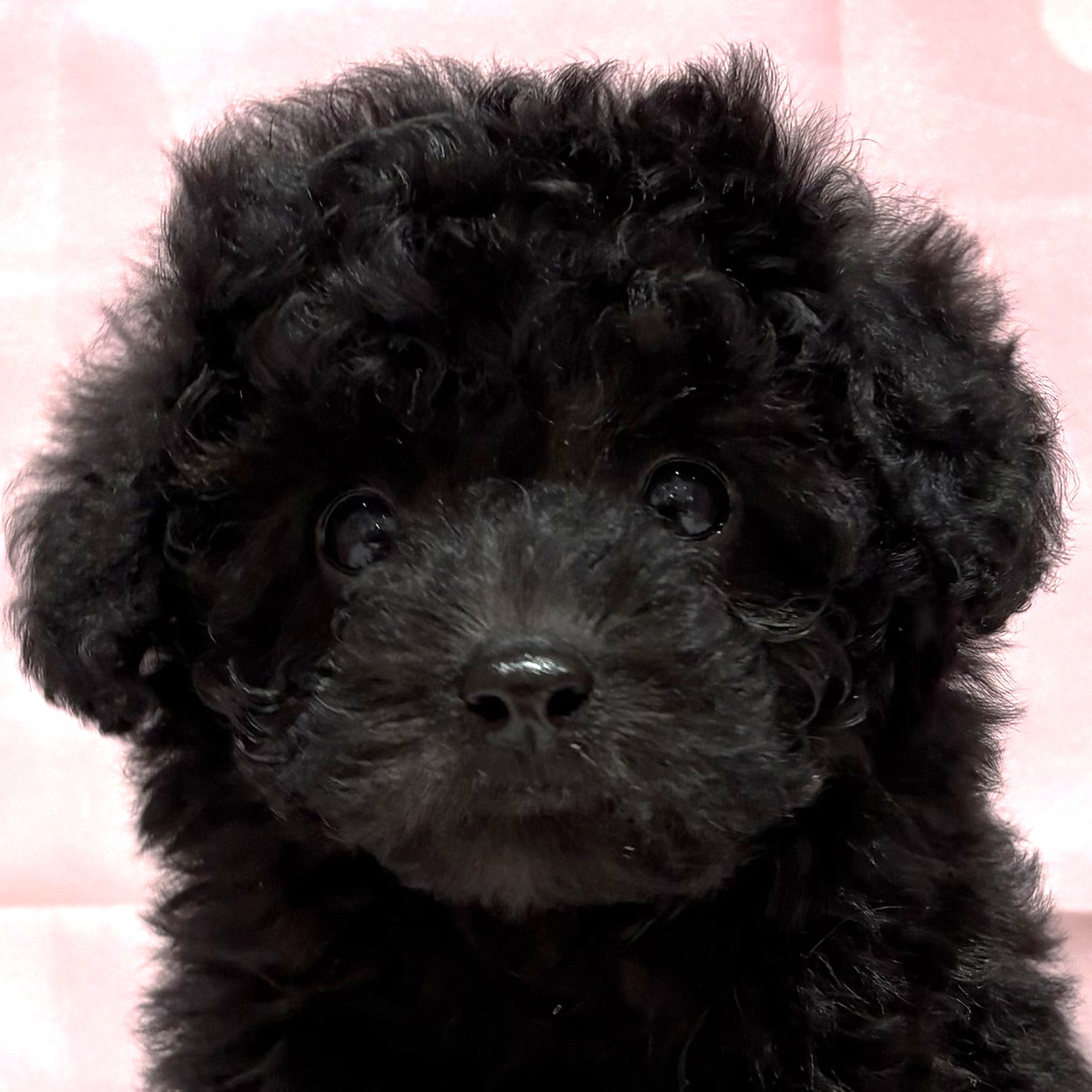 福岡県のトイプードル(トイ) (犬の家＆猫の里トリアス久山店/2026年2月2日生まれ/男の子/ブラック)の子犬の1枚目の画像