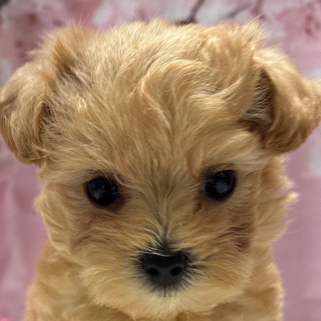 福岡県のマルプー(マルチーズ×プードル) (犬の家＆猫の里トリアス久山店/2026年2月1日生まれ/女の子/クリーム)の子犬