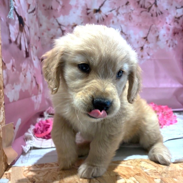 福岡県のゴールデンレトリバー (犬の家＆猫の里トリアス久山店/2026年1月30日生まれ/女の子/ゴールデン)の子犬の2枚目の画像