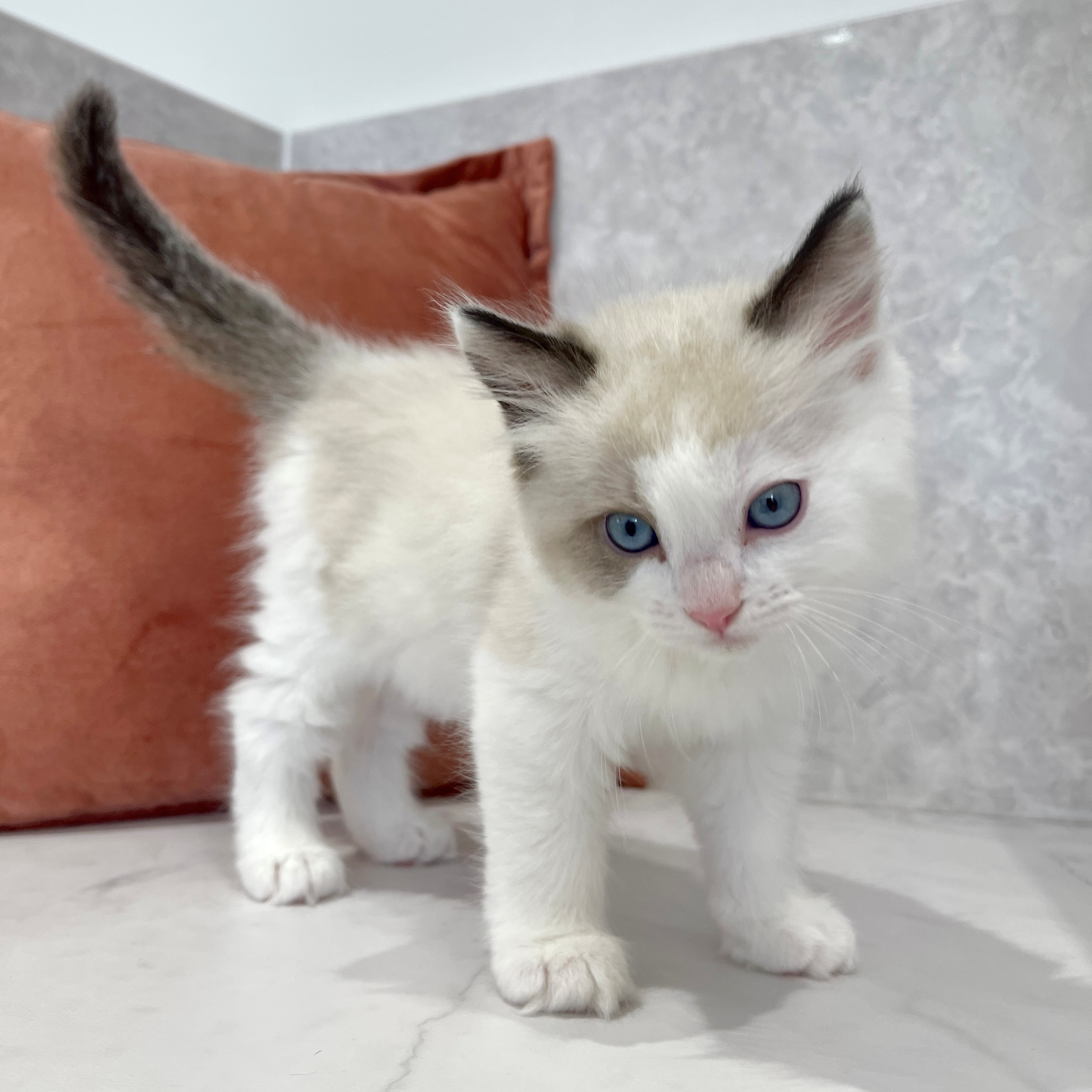 福岡県のラグドール (犬の家＆猫の里くりえいと宗像店/2026年2月1日生まれ/男の子/シールポイントバイカラー)の子猫の1枚目の画像