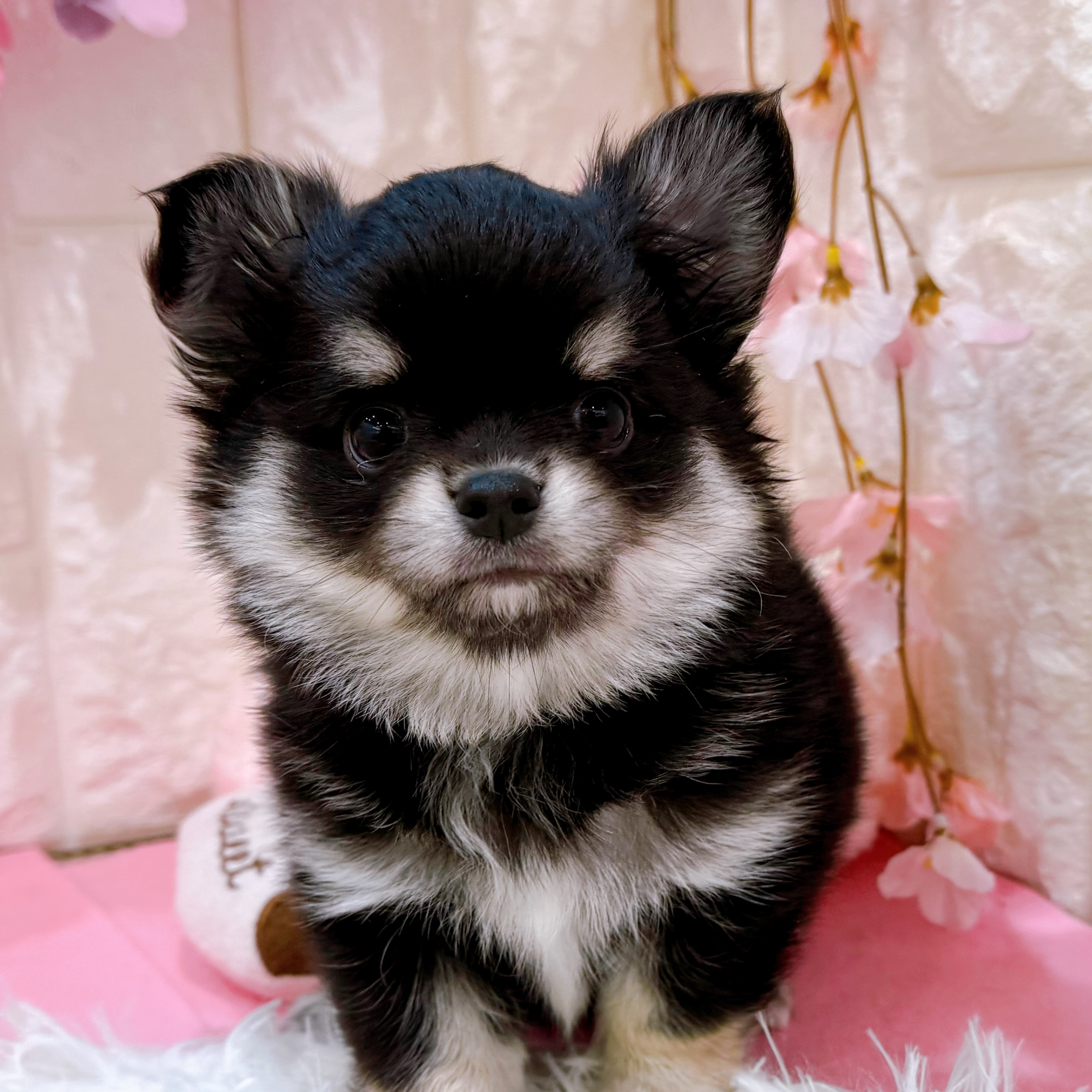 岡山県のチワワ(ロング) (犬の家＆猫の里倉敷店/2026年2月2日生まれ/男の子/ブラッククリーム)の子犬の1枚目の画像