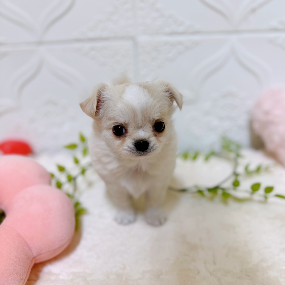 愛知県のチワワ(ロング) (犬の家＆猫の里岡崎店/2026年2月2日生まれ/女の子/ホワイトクリーム)の子犬の2枚目の画像