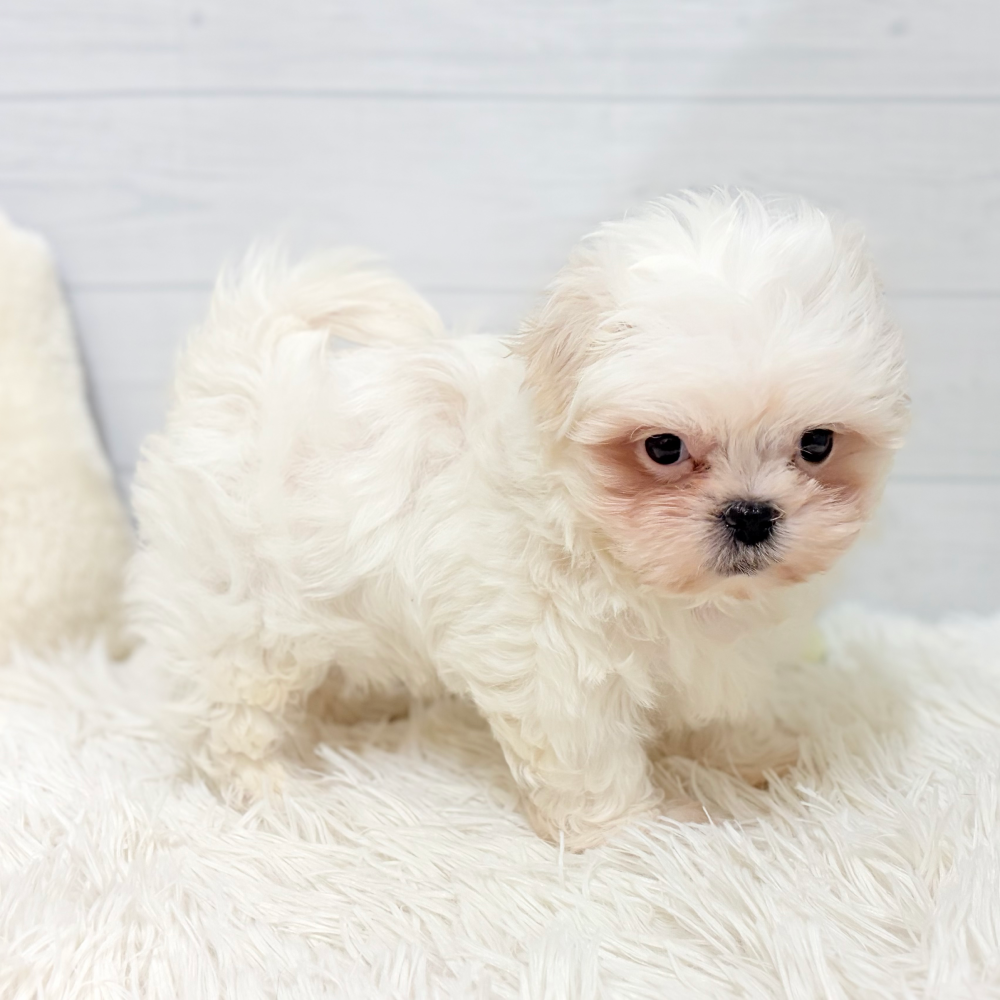 愛知県のペキマル/マルペキ(ペキニーズ×マルチーズ) (犬の家＆猫の里豊田店/2026年1月27日生まれ/男の子/ホワイト)の子犬の2枚目の画像