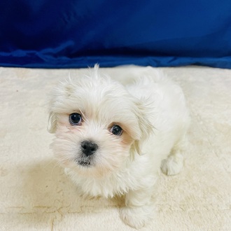 愛知県のペキマル/マルペキ(ペキニーズ×マルチーズ) (犬の家＆猫の里一宮店/2026年1月27日生まれ/男の子/ホワイト)の子犬の1枚目の画像