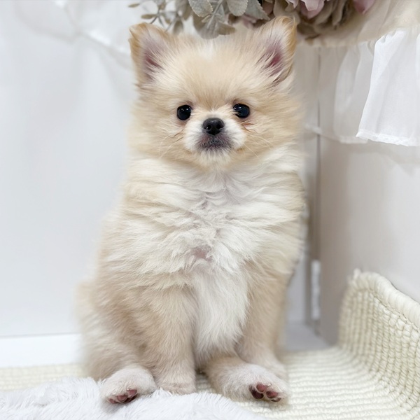 岐阜県のポメチワ/チワポメ/ポメチー(ポメラニアン×チワワ) (犬の家＆猫の里カラフルタウン岐阜店/2026年1月28日生まれ/女の子/クリーム)の子犬の2枚目の画像