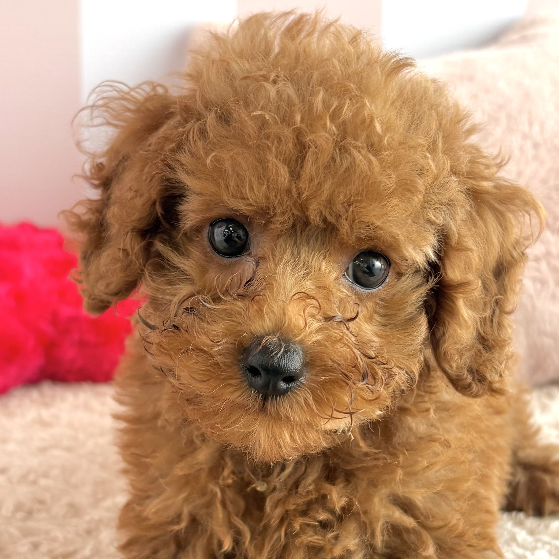 岡山県のトイプードル(トイ) (犬の家＆猫の里倉敷中庄店/2026年2月2日生まれ/男の子/レッドフォーン)の子犬の2枚目の画像