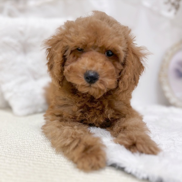 岐阜県のトイプードル(トイ) (犬の家＆猫の里カラフルタウン岐阜店/2026年2月2日生まれ/男の子/レッドフォーン)の子犬の2枚目の画像