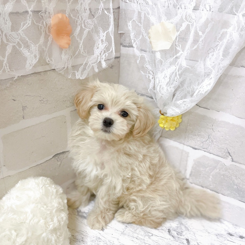 京都府のマルプー(マルチーズ×プードル) (犬の家＆猫の里京都精華店/2026年2月4日生まれ/男の子/クリームホワイト)の子犬の2枚目の画像