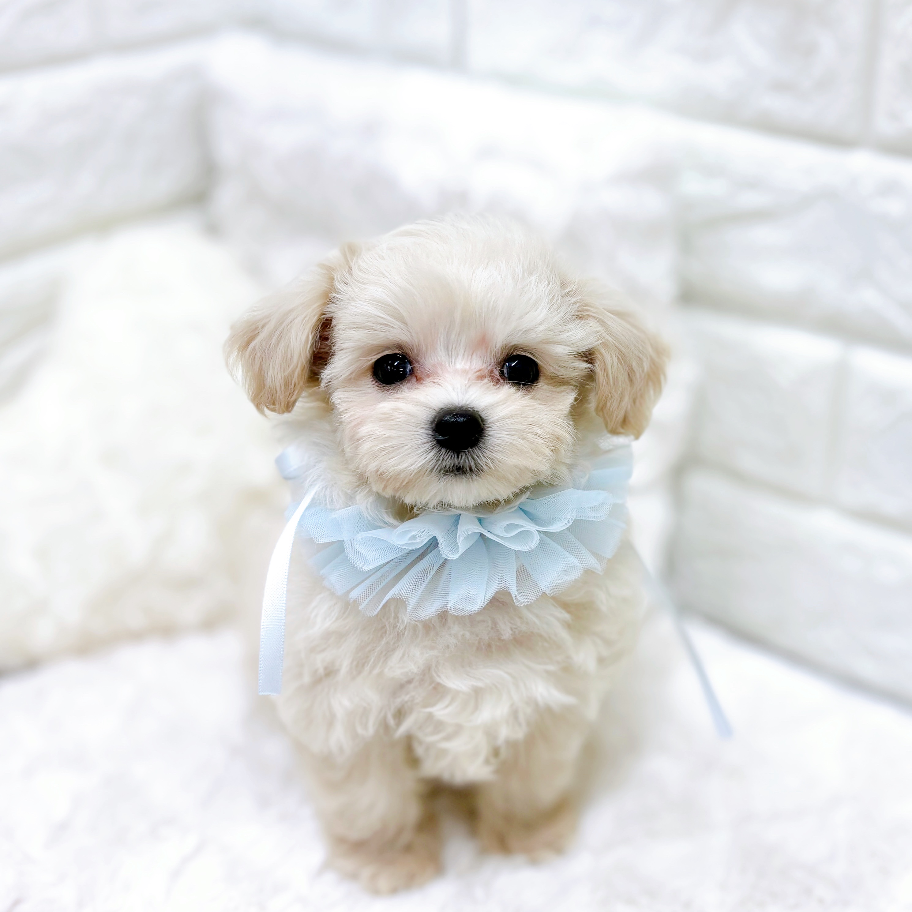 福井県のマルプー(マルチーズ×プードル) (犬の家＆猫の里アミーゴ福井店/2026年2月4日生まれ/男の子/クリーム)の子犬の2枚目の画像