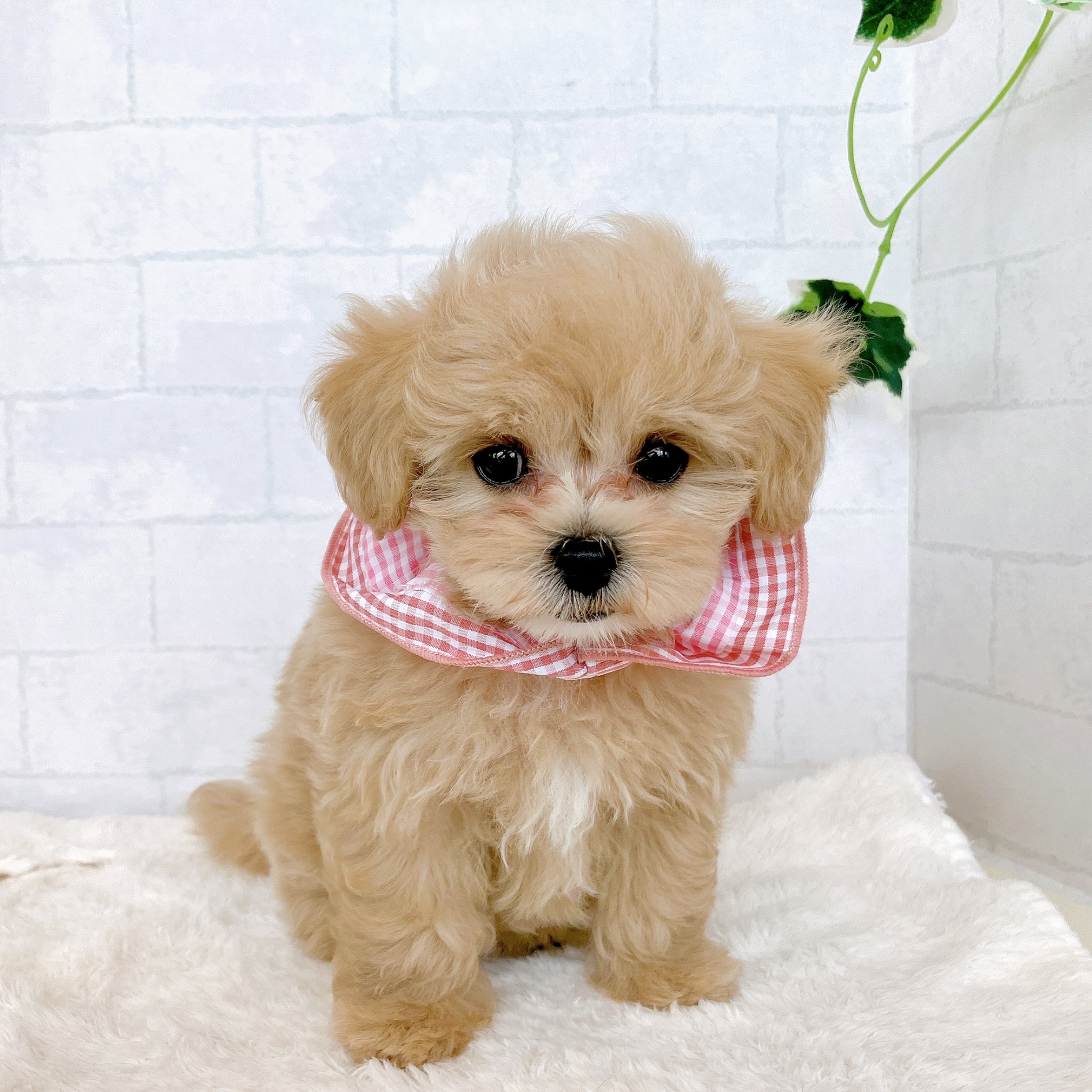 石川県のマルプー(マルチーズ×プードル) (犬の家＆猫の里金沢店/2026年2月4日生まれ/女の子/クリームホワイト)の子犬の2枚目の画像