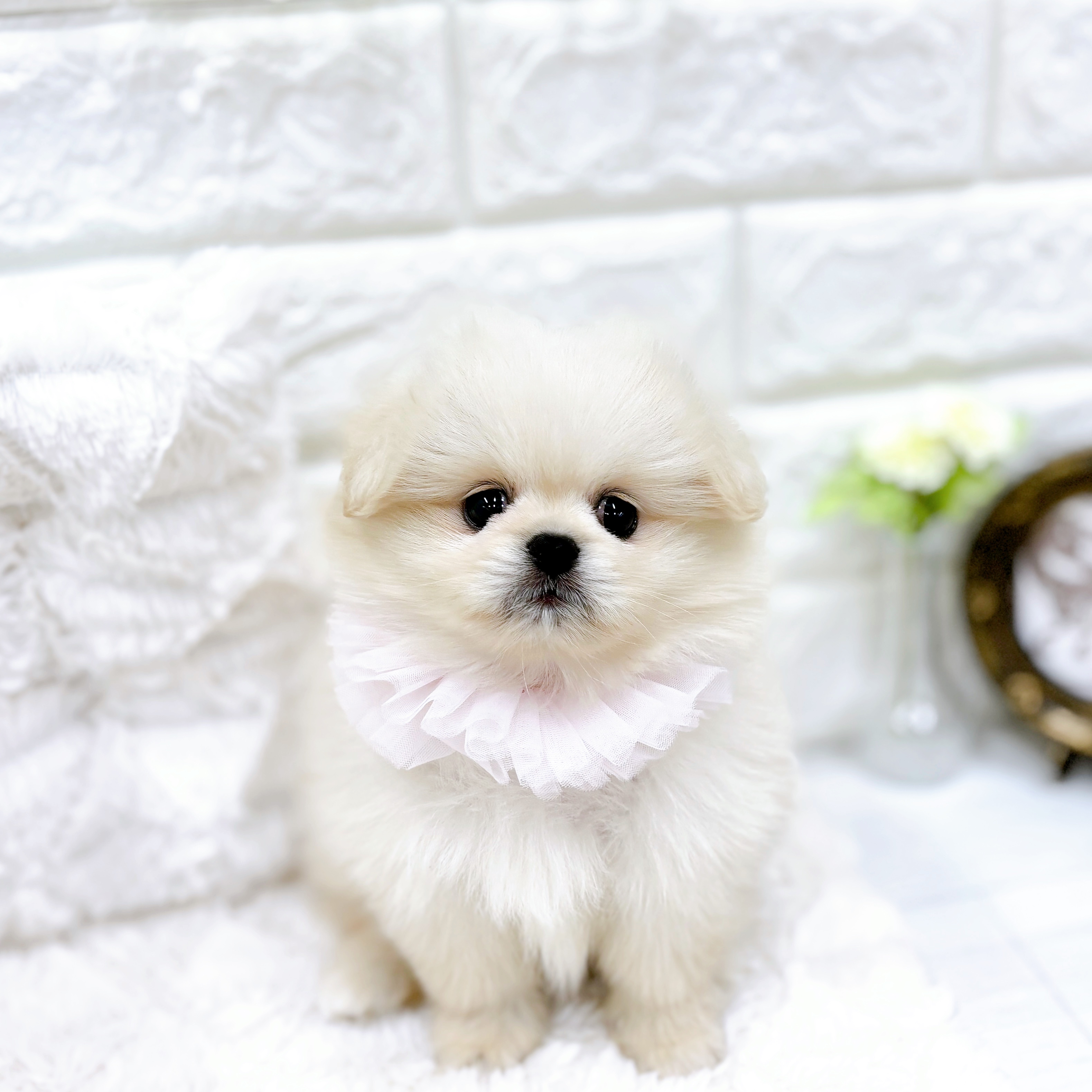 福井県のペキポメ/ポメペキ(ペキニーズ×ポメラニアン) (犬の家＆猫の里アミーゴ福井店/2026年2月3日生まれ/女の子/クリーム)の子犬の1枚目の画像