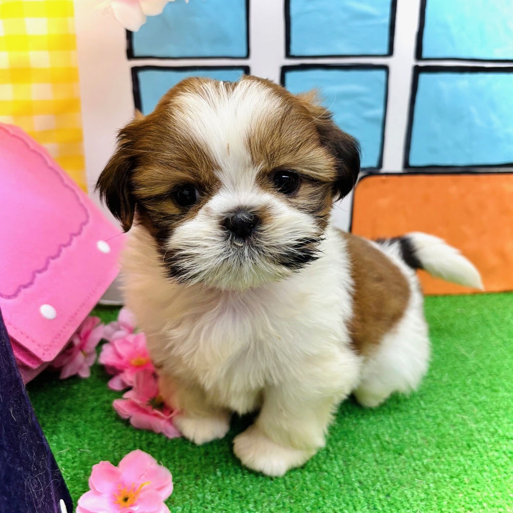 愛知県のシーズー (犬の家＆猫の里名古屋天白店/2026年2月1日生まれ/女の子/ゴールドホワイト)の子犬の2枚目の画像