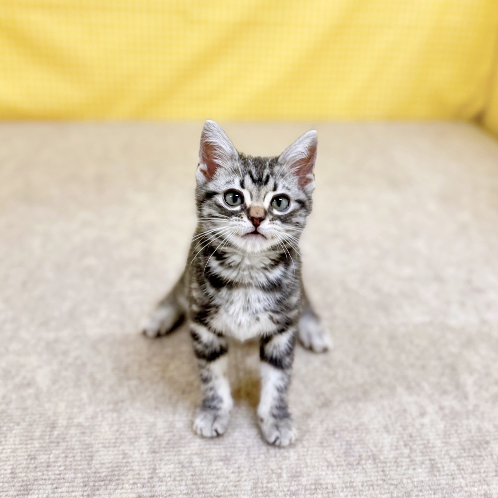 愛知県のアメリカンショートヘアー (犬の家＆猫の里一宮店/2026年2月3日生まれ/男の子/シルバータビー)の子猫の2枚目の画像