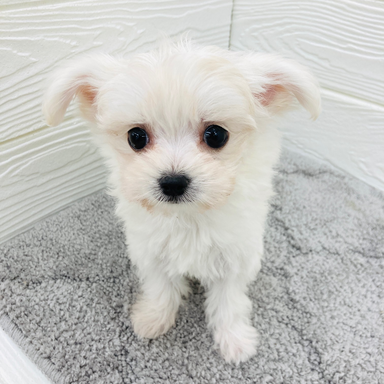 愛知県のチワマル/マルチワ(チワワ×マルチーズ) (犬の家＆猫の里七宝店/2026年2月3日生まれ/女の子/ホワイト)の子犬の2枚目の画像