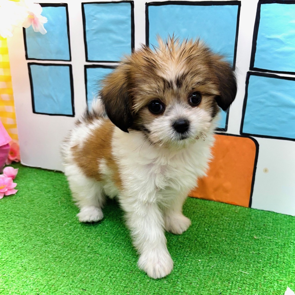 愛知県のハーフ犬・ミックス犬 (犬の家＆猫の里名古屋天白店/2026年2月3日生まれ/女の子/ホワイトブラウン)の子犬の2枚目の画像