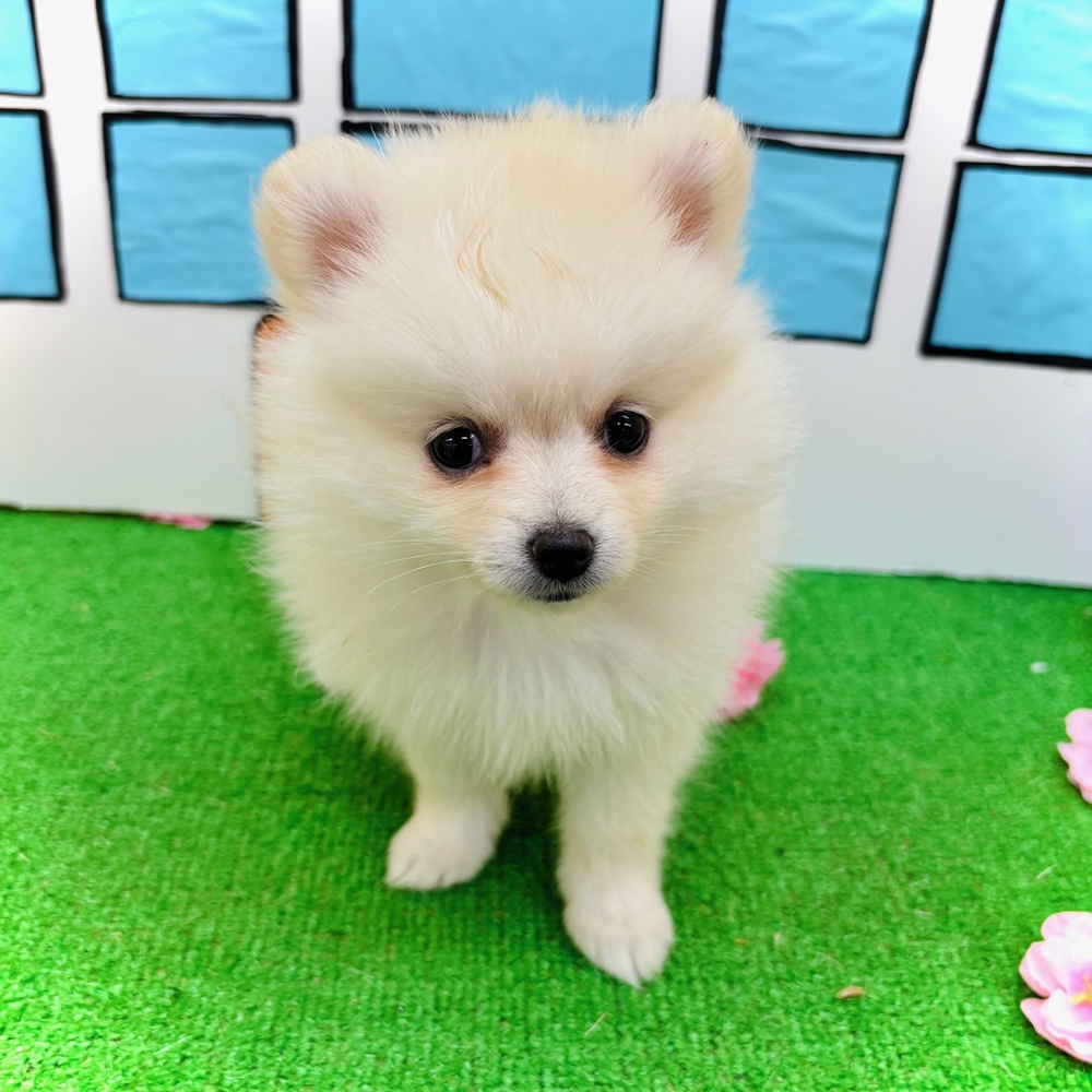 愛知県のポメラニアン (犬の家＆猫の里名古屋天白店/2026年2月4日生まれ/女の子/クリーム)の子犬の2枚目の画像
