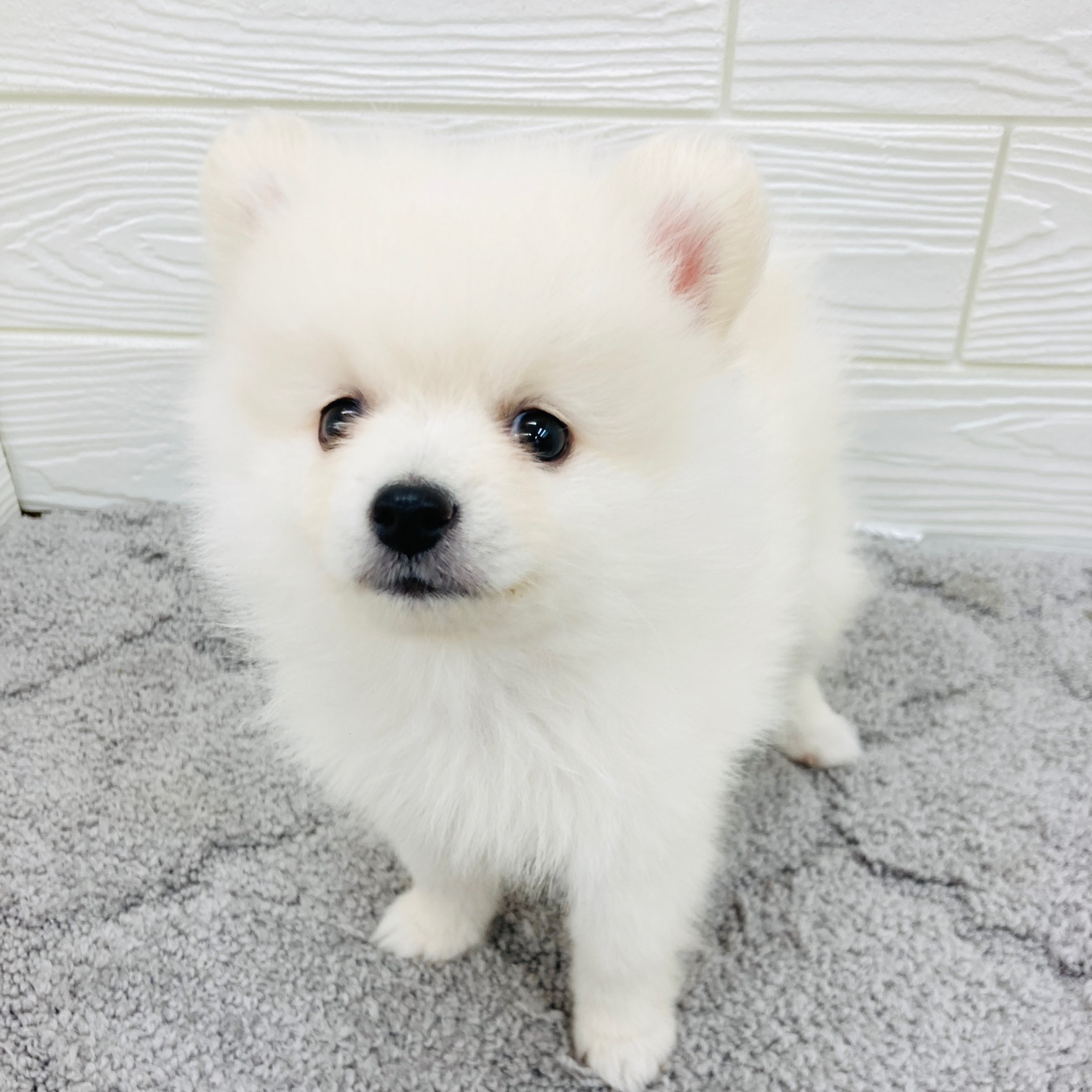 愛知県のポメラニアン (犬の家＆猫の里七宝店/2026年2月4日生まれ/男の子/クリーム)の子犬の2枚目の画像