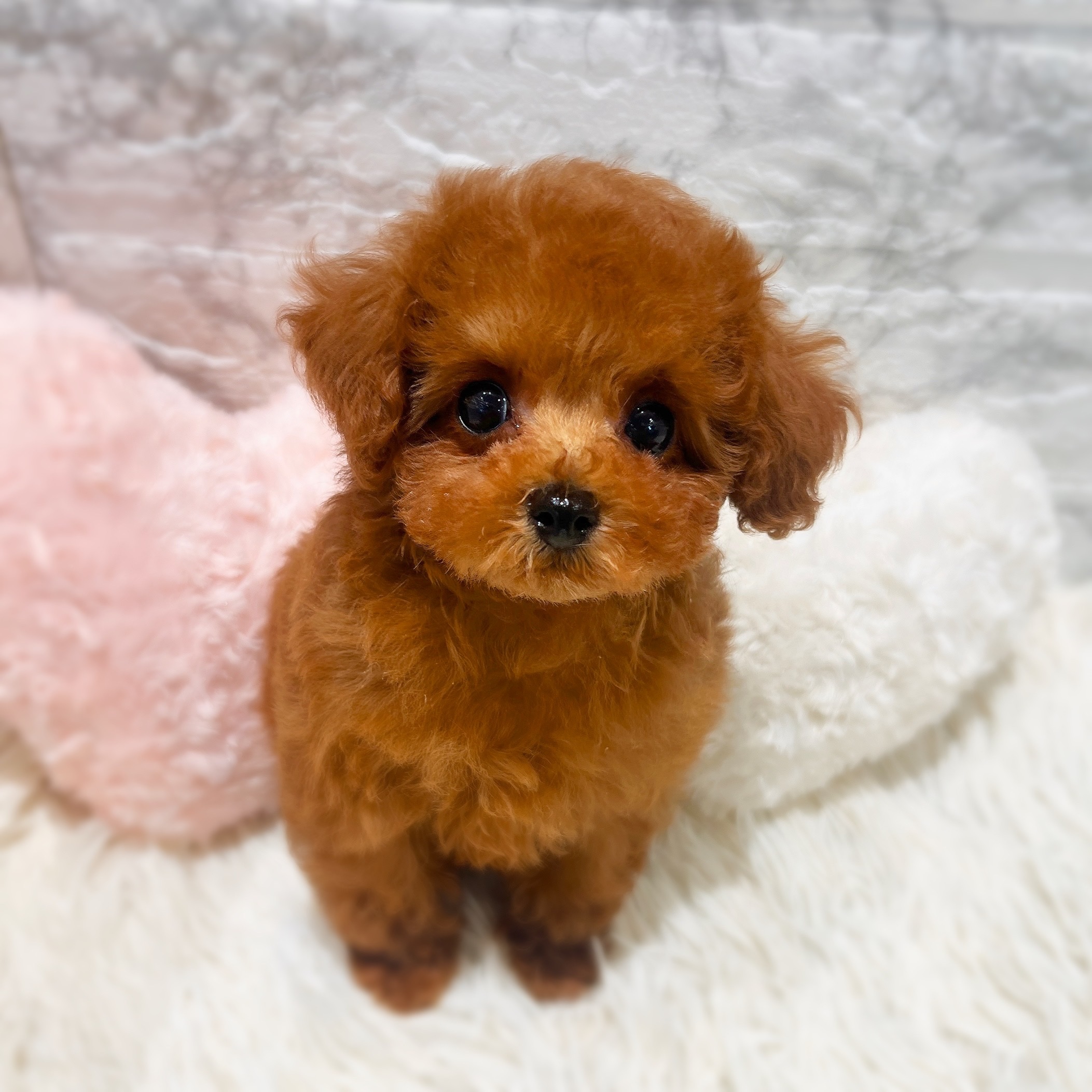 愛知県のトイプードル(タイニー) (犬の家＆猫の里MiO香久山店/2026年1月29日生まれ/女の子/レッドフォーン)の子犬の1枚目の画像