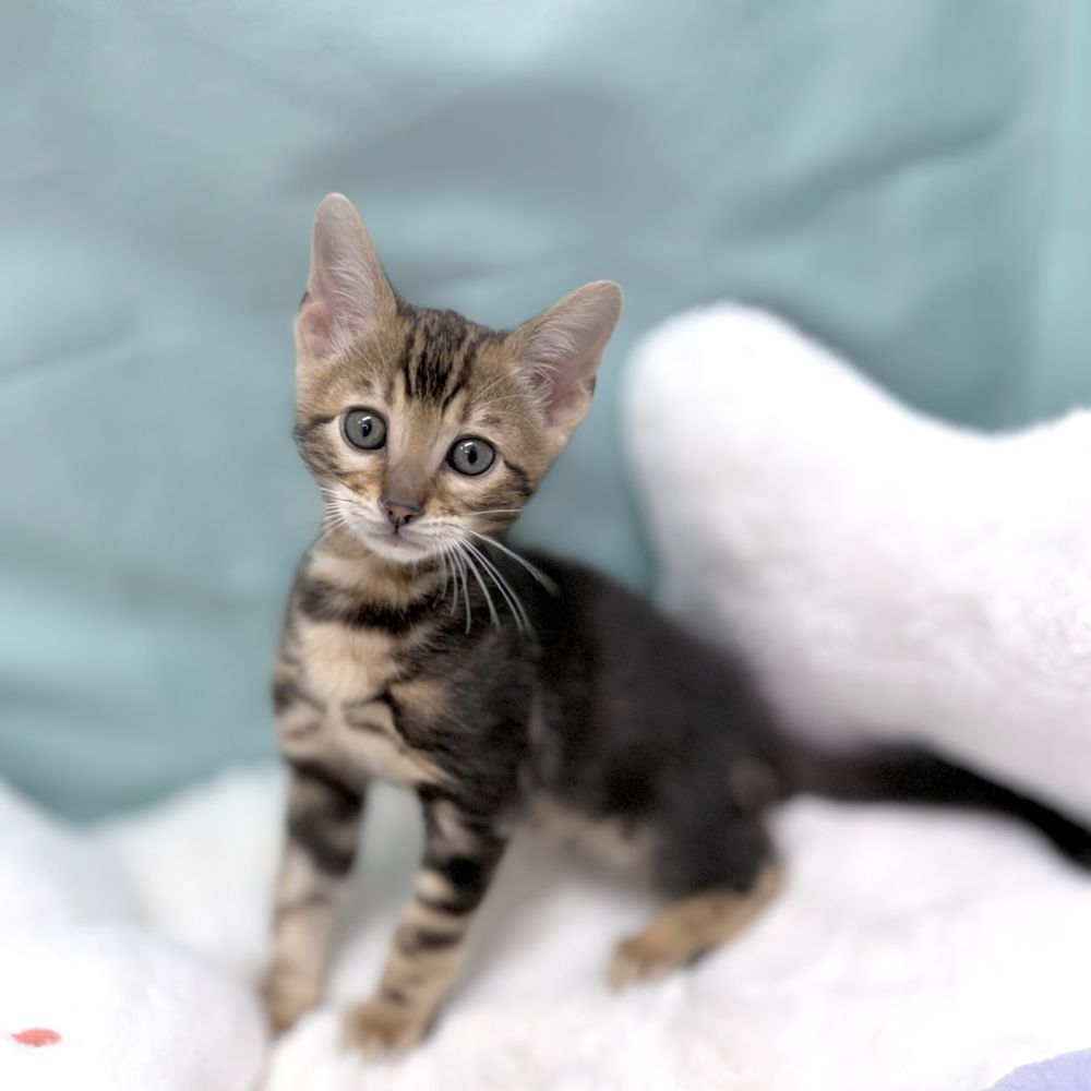 愛知県のベンガル (犬の家＆猫の里愛知刈谷店/2026年2月2日生まれ/男の子/ブラウンマーブルタビー)の子猫の2枚目の画像