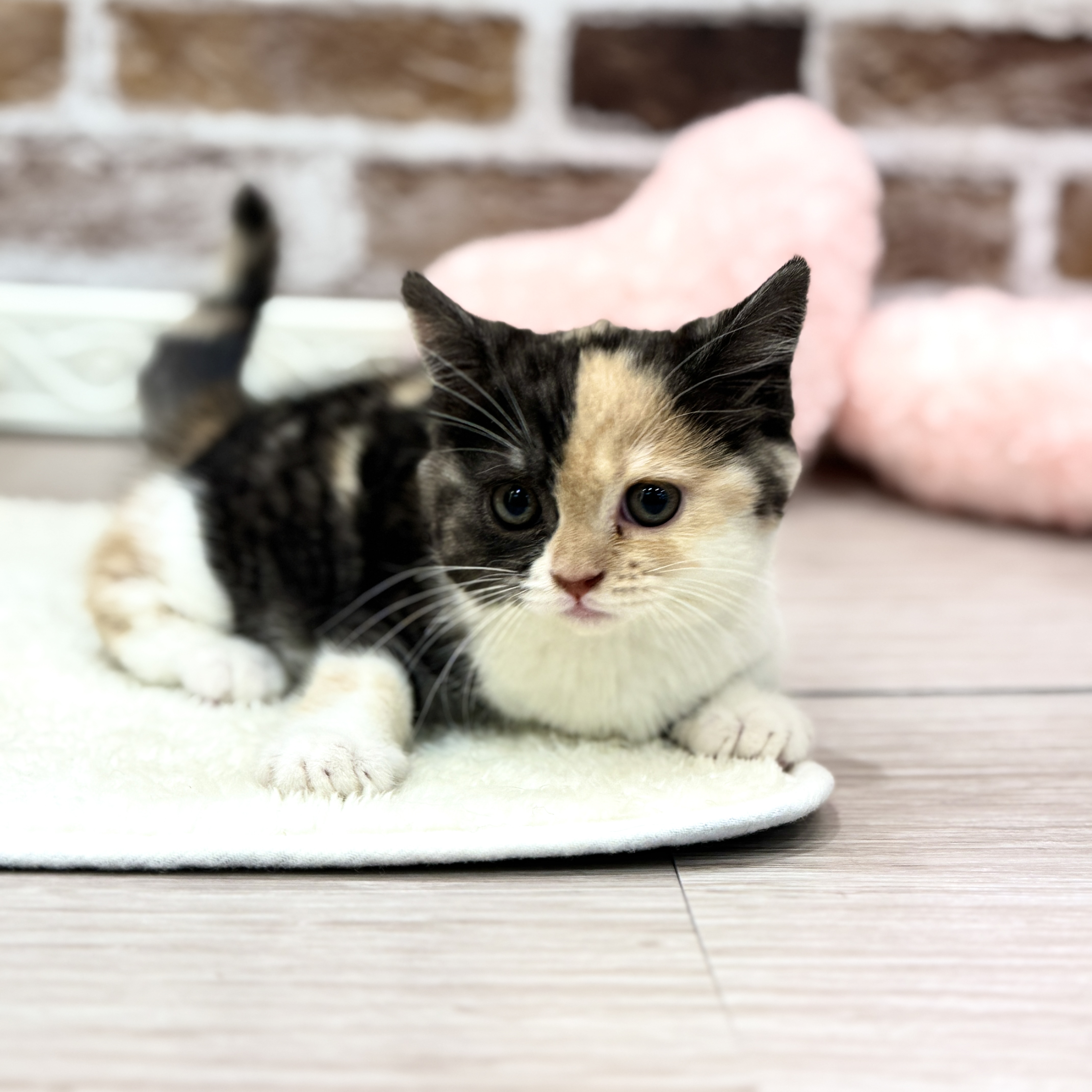 三重県のスコティッシュフォールド (犬の家＆猫の里三重桑名店/2026年2月4日生まれ/女の子/キャリコ)の子猫の2枚目の画像